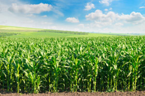 green corn field and blue sky
