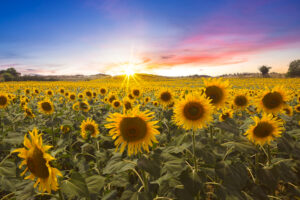 A lovely sunset photo over the sunflower field