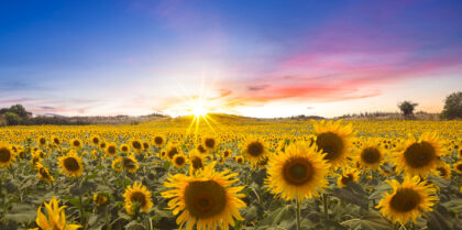A lovely sunset photo over the sunflower field
