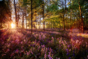 Dawn sunrise through bluebell woodland. Wild purple flowers cover the forest landscape floor with color and sun light stream through the trees