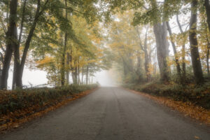 Deserted tree lined unmade country road on a foggy autumn mornig. Fall colors.