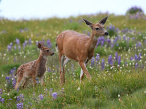 A Mom and Baby Deer in flowers at Olympic National Park