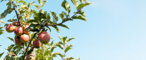apple tree