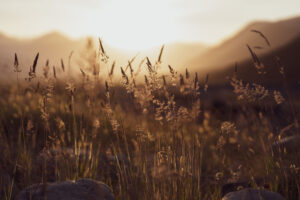 A picturesque sunset in a grassy field, with golden tall grass and rocky