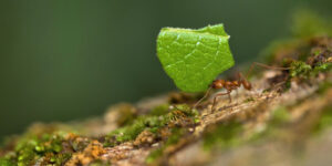 Leafcutter Ant, Tropical Rainforest, Marino Ballena National Park, Uvita de Osa, Puntarenas, Costa Rica, America