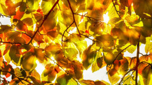 sunhine through autumn tree canopy from below, bright golden fall leaves branches, beautiful nature background wallpaper for Beer Fest, thanksgiving and halloween