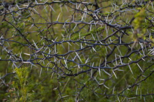 A detailed shot of the large thorns of the acacia bush in South Africa