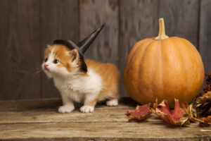 ginger kitten and halloween pumpkin jack-o-lantern on black wood background
