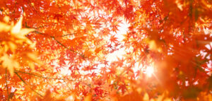 autumn leaves in the garden