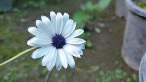 white flower