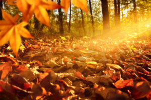 Intense, warm sunrays illuminate the dry, gold beech leaves covering the forest ground
