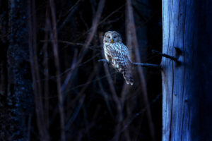 The Ural owl is a large nocturnal owl