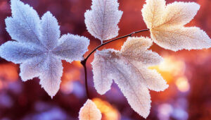 A selective of maple leaves in hoar frost