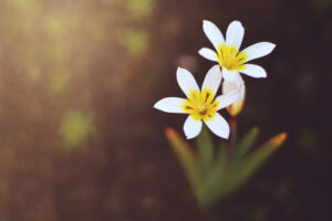 Top view of white six petal flowers on blurred background