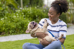 African American woman is playing with her french bulldog puppy while walking in the dog park at grass lawn after having morning exercise during summer