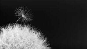 Black and white overblown bloom. Fragile spring wildflower. Fluffy seeds on dark background. fuzz, pappus. Copy space. Hope, stand out or sympathy