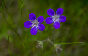 Close-up of two blue blooming flowers of Geranium sylvaticum