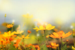 Close up beautiful yellow flower and blue sky blur landscape natural outdoor background stock photo