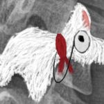 Drawing of a Scottie dog, by the author.