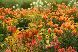 Large flower garden in summer