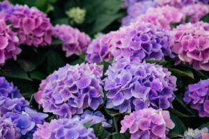 A close up view of Hydrangea (Hortensia). Wonderful Purple, blue and pink flowers