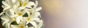 The concept of mourning. White hyacinth flower on a abstract background. We remember, we mourn. Selective focus, close-up, side view, copy space. Banner