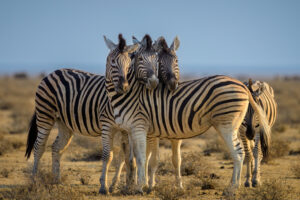 Burchell's zebras, Etosha National Park, Namibia