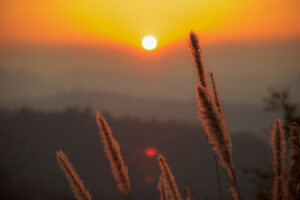 Sunset over mountain or hill with blurry grass flower.
