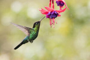 Fiery throated hummingbird sucking nectar out of the fuchsia flowers in Costa Rica