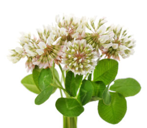 Bouquet of white clover flowers with leaves isolated on a white background.