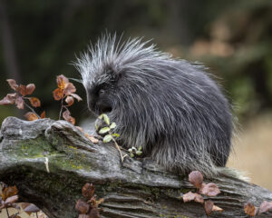Porcupines in fall colors