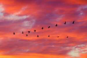 Sillhoutte of birds flying in formation with dramatic clouds at sunset