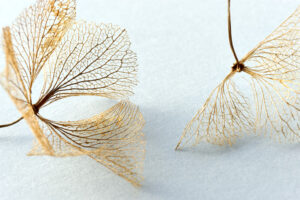 Macro closeup of brown dry delicate hortensia skeleton flower leaves on a light blue background. For use as an autumn, fall or funeral background.