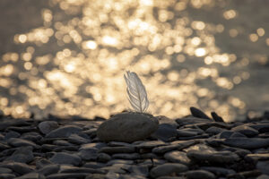 One white seagull feather backlight at sunset. Oysterhaven, Kinsale, Ireland. Rocky beach. Black rolling stones on foreground. Warm lights.