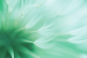Abstract blured dandelion flower in trendy neo mint color
