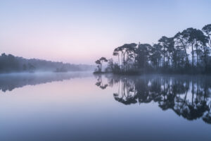 Misty pink sunrise over a lake and a row of trees in the Dutch province of Brabant