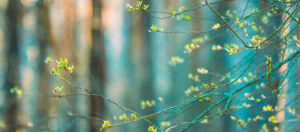 Young Spring Unblown Buds Growing In Branch Of Tree. Spring Concept Of Revival. Vital Spring Theme. Soft Summer Light Shining On Buds Bloom On Branches In Spring.