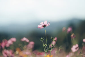 Beautiful cosmos flowers blooming in garden. Colorful cosmos flowers in spring morning and blue sky. Cosmos flowers at the farm in sunrise in the morning at chiang rai. North of thailand.
