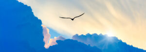 A Bird Silhouette Is Soaring Above The Colorful Clouds At Sunset