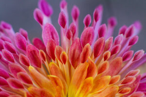 close up of a beautiful pink chrysanthemum flower in the garden