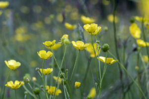 This tranquil meadow close to the Tarka Trail, changes through the seasons. There are a variety of flowering plants ready for pollination to set seed for next spring including a variety of grasses and Buttercups (Ranunculus acris). It is taken from a low viewpoint looking into the meadow, offering an unusual view of the flowers at various stages in its life cycle. The hemi-parasitic Yellow Rattle limits the growth of the grasses encouraging diversity.