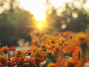 Vibrant orange flower floral soft nature sunbeam blossom in green garden morning time background. Sunbeam shining over orange red blooming park spring season. Sunny Petals blossom beautiful garden