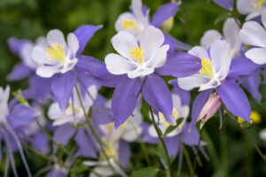 Blue Columbine wildflower blooms in mountain Aspen forest in early morning light