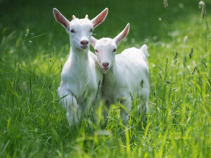 Two baby goat kids stand in long summer grass.