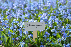 Welcoming card and natural background of Siberian scilla, lat. Scilla siberica in spring garden.