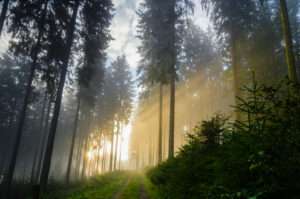 Foggy morning in a spruce forest with strong sunbeams in autumn. A forest track leads to the background. Image taken near the town of Bad Berleburg, Germany.