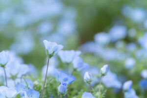 Beautiful Nemophila in bloom