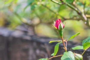 A rosebud spotted by the roadside, quietly waiting to bloom. warm sunshine