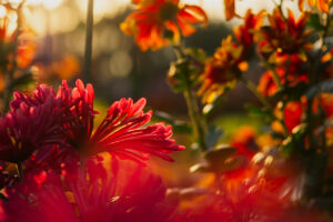 Red chrysanthemums autumn garden. Bright sunlight through the flower petals. Beautiful abstract background of red petals in selective focus. The natural layout of the postcard. Floral background.