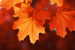 maple leaf red autumn sunset tree blurred background